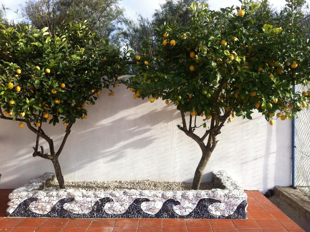 Alentejo Pig Dog Surf Camp Hotel Palhota Exterior photo